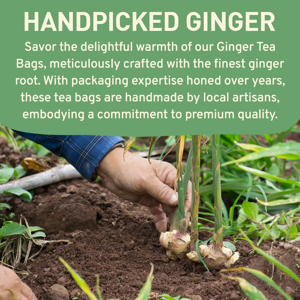 a person is handpicking ginger 